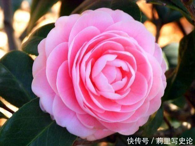 花大色艳|养花就养个花期长的,花大色艳,爆起盆阳台美成花