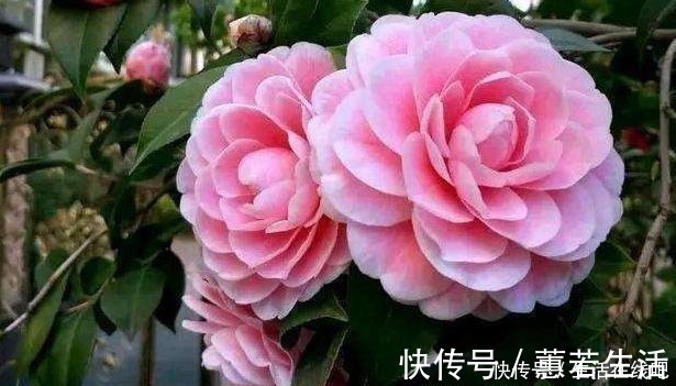 松针和松针土仅一字之差,但作用却完全不同,能不能养茶花全靠它!