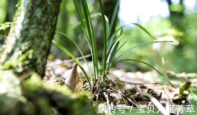 兰花喜酸还是喜碱?很多兰友虽明白,却都做错了