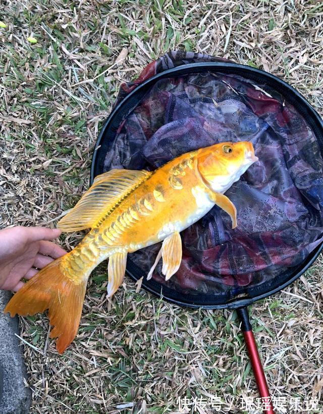 价值上千?深圳钓友钓了条奇鱼,有人出1000想买,钓友:已经放了
