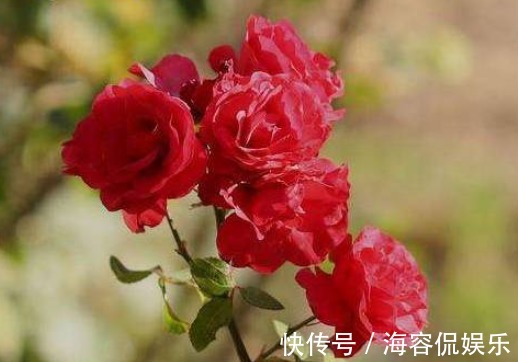 生肖|最会挑丈夫的三个生肖女,婚后生活幸福美满,一生被丈夫宠爱