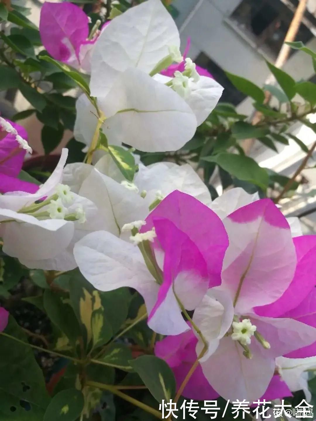 在家养盆“爆花战斗机”，只需要一盆，能开上百天不歇气