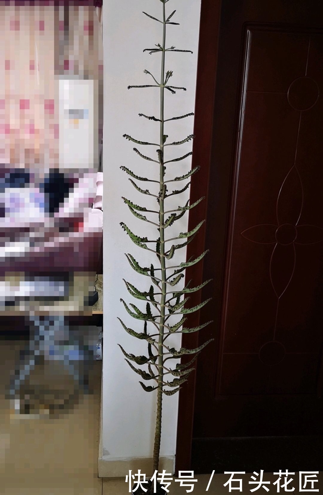 花友|普通的4种花,花友“下功夫”养2年,就能长到1米8高