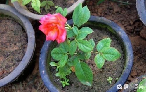 繁殖|月季花什么时候可以扦插?花农是怎样繁殖月季花的?