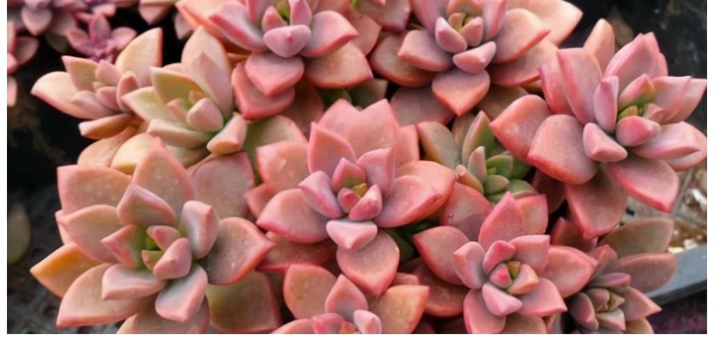 冬美人|5种多肉很好养，沾土能活，新手也养不死