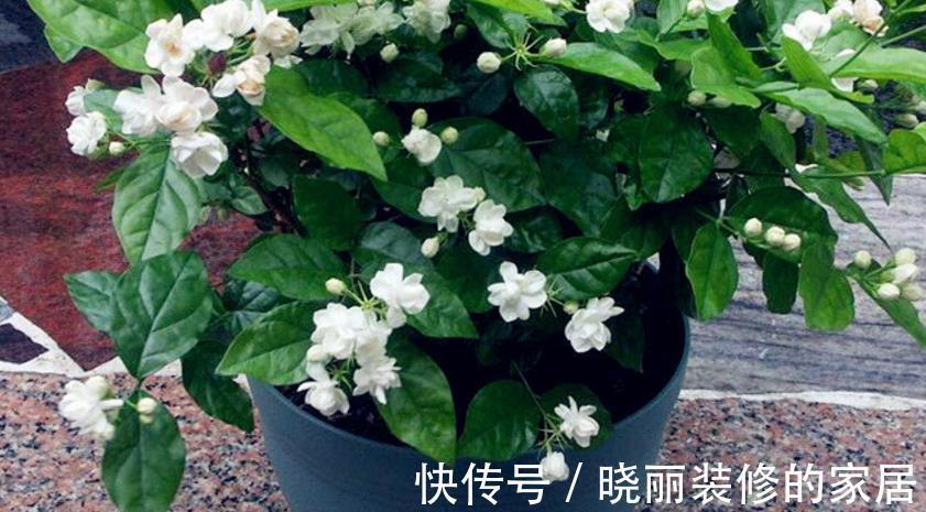 养花|养花浇水是门学问，不讲究迟早要吃大亏，别再随意用了