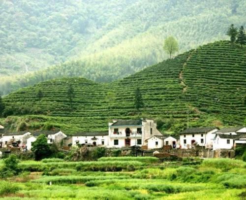 喜欢|寻味诀第十八集之黄山毛峰