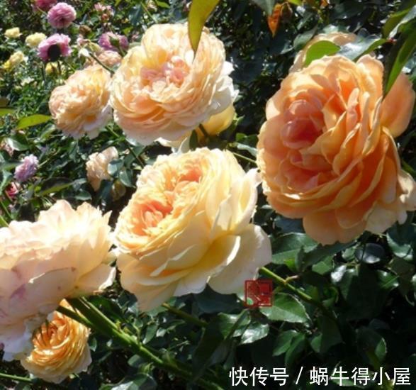 人气|人气颇高的10种月季，有人喜欢有人厌，找到合适的才是正确的