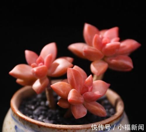 美人|多肉中的“美人系列”,这六种是代表,养护简单颜值高,适合新手