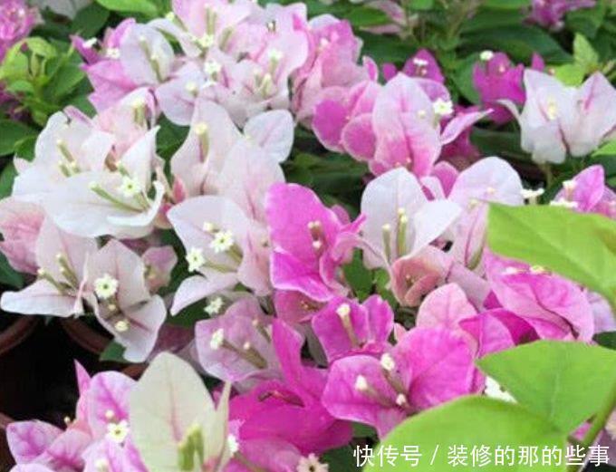 凤仙花|4种花适合夏天养,家里养一盆,开花漂亮花期长,谁养谁喜欢