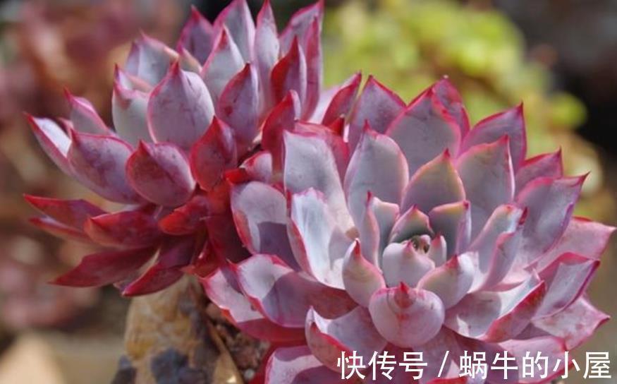 盘点9款上色快的多肉,皮实好养颜值高,适合新手和懒人