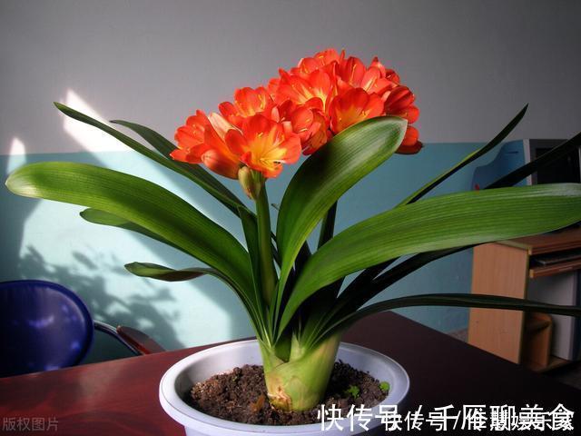 花箭|君子兰催花实操经验，现在行动，一个月后就冒花箭