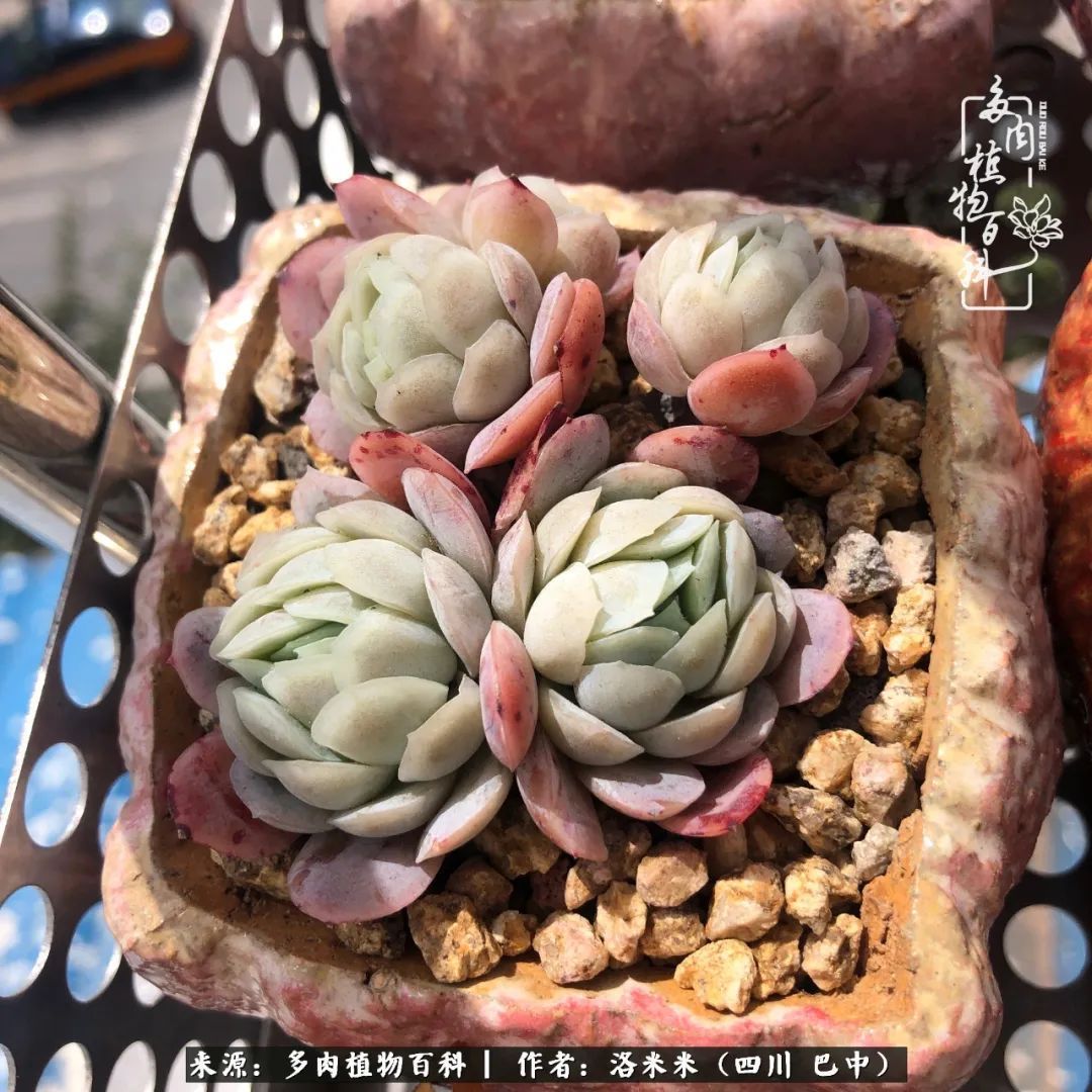 时间是多肉最好的滤镜！附个人养护经验！