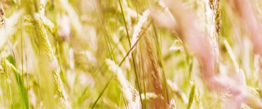 立春后，家里养上这3种植物，寓意特别好~快试试~