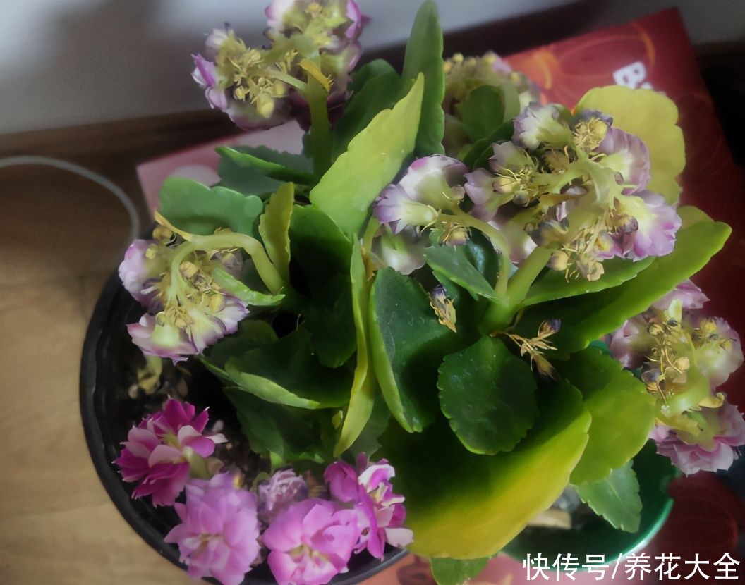 君子兰开完，会有3个“后遗症”，一定要重视