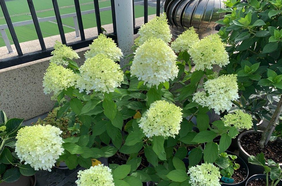 施肥|炎炎夏日,养花就养它,天天开花颜色很绝,美美哒