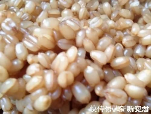 自制|除了煮、泡、发酵，还有这种方法，制作的麦粒，一粒麦子一条鱼