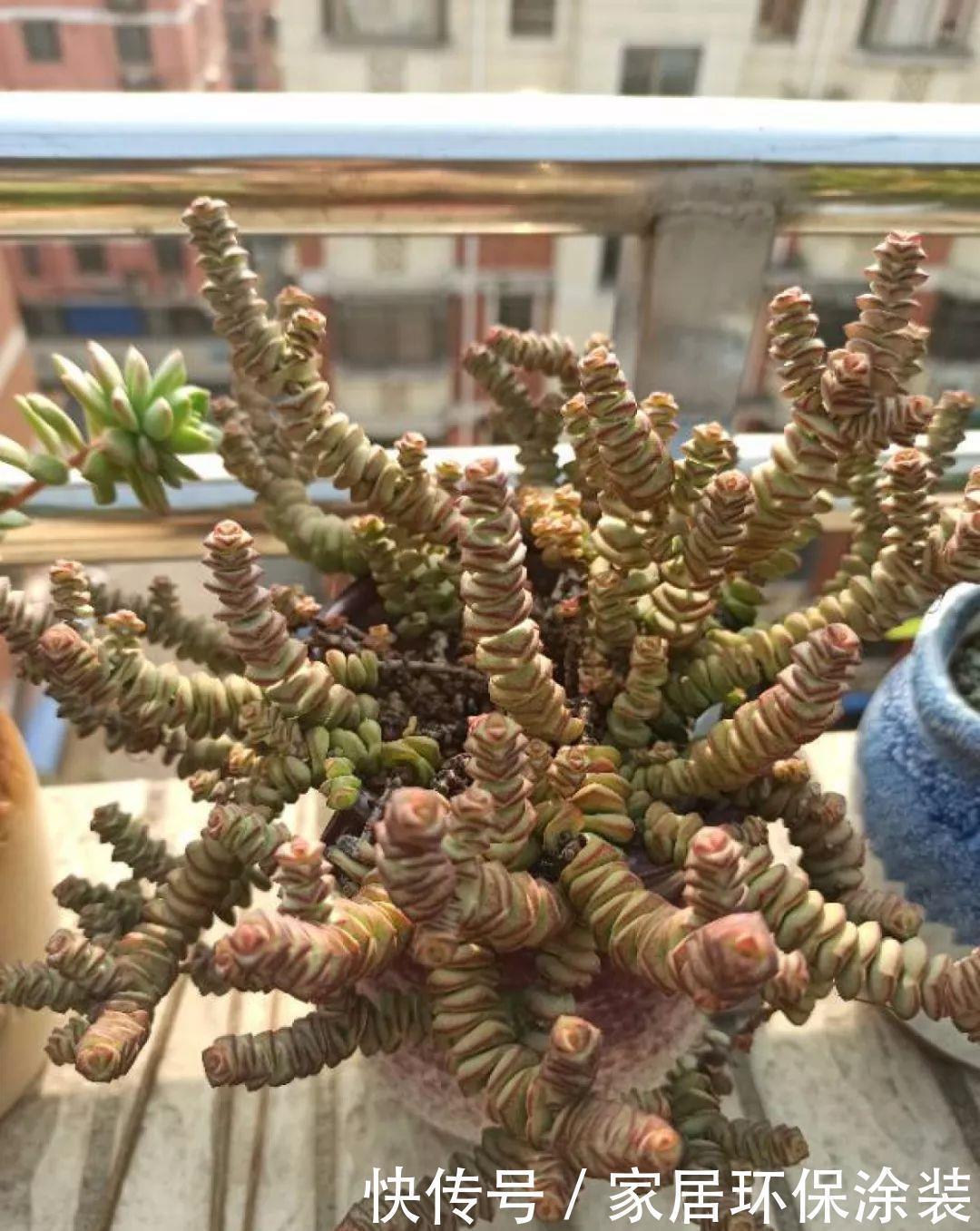 招财进宝|家里养盆它，财源滚滚来，让你新年越来越有钱！