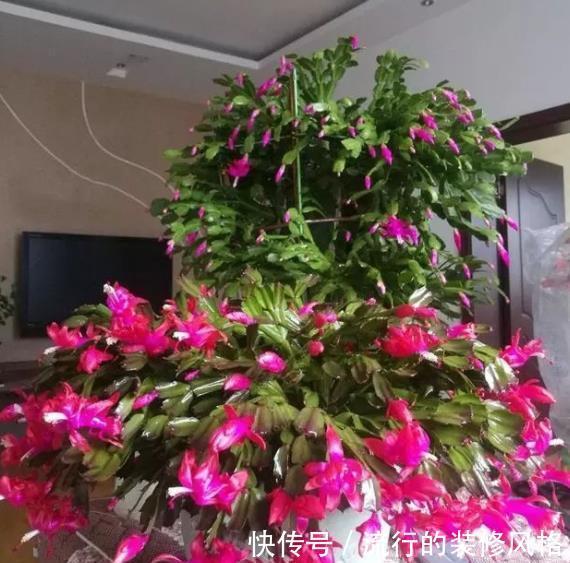 10月养蟹爪兰,了解掌握4个要点,叶片肥厚长势好,40天绽放群花