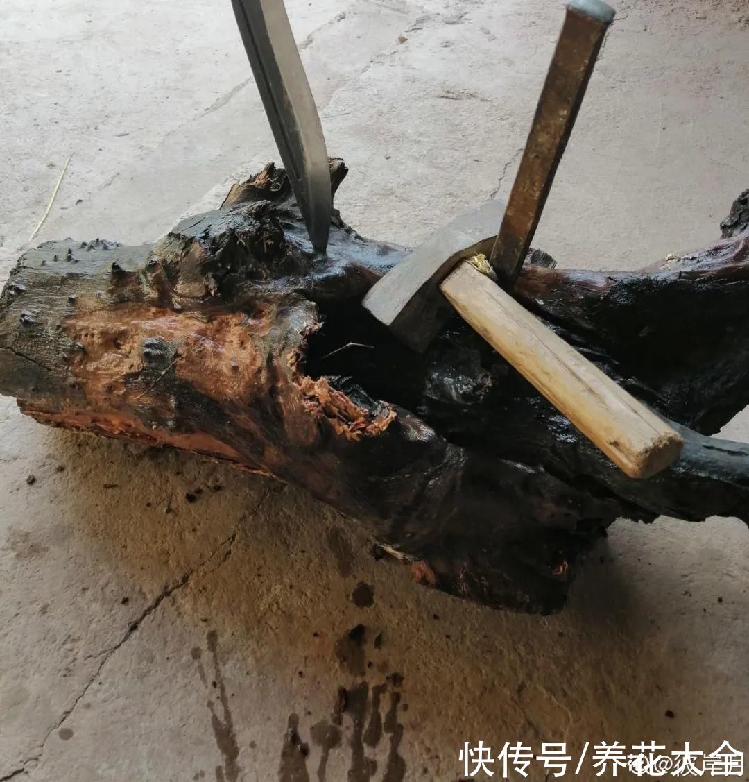 过完年，垃圾桶周围多了不少花，又要开始捡破烂儿了