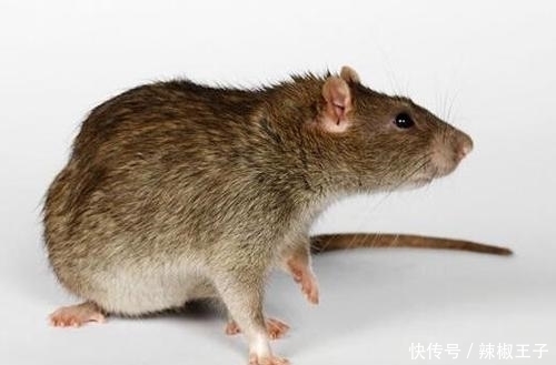 周一开始财神爷点名,财运高升,3生肖鸿运当头,收入高涨