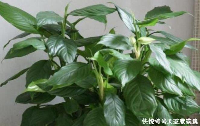 最适合春天养护的三种花,比牡丹好看,比吊兰好养