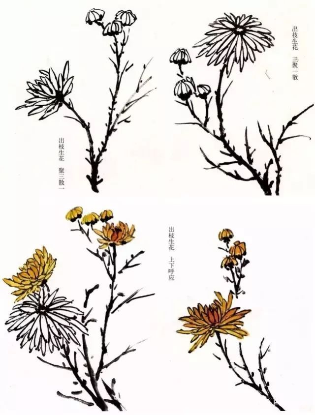 花蒂|图文教程——菊花的写意画法