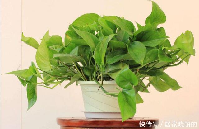 绿萝|绿萝叶子发黄怎么办?四招解决