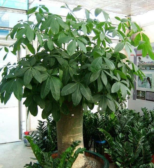 7种漂亮花,都是“醋罐子”,每月喝一碗,黄叶消失,花满枝头