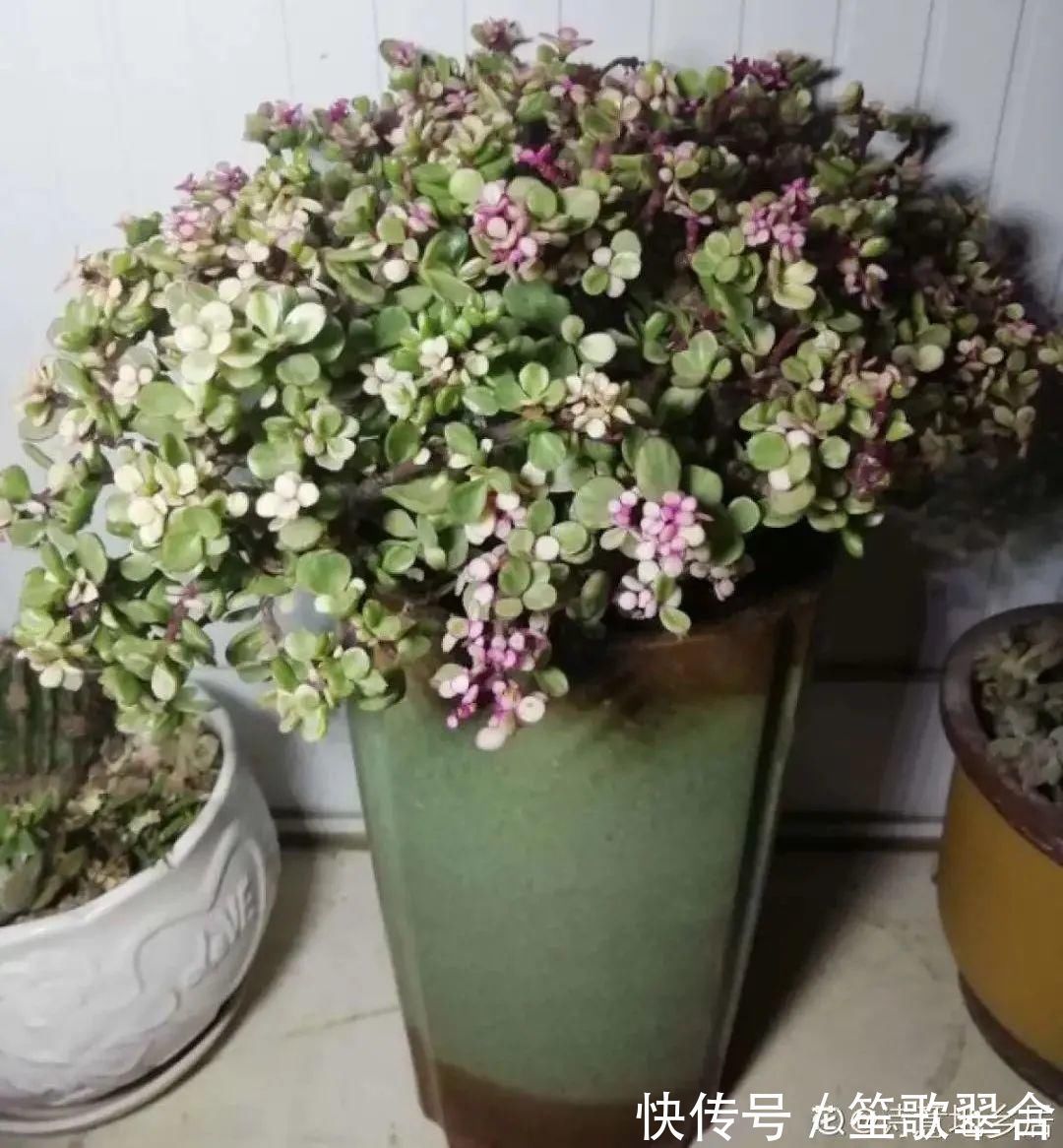 叶片|人养花,花也养人,家里养这10种花,越养越健康