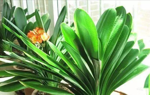 君子兰就喜欢这“玩意”,随便一滴,叶子挺拔如“折扇”,花还大