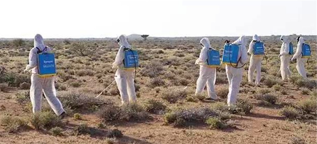 蝗灾|中国历史上蝗虫成灾、遗祸千年,是从什么时候被控制的?