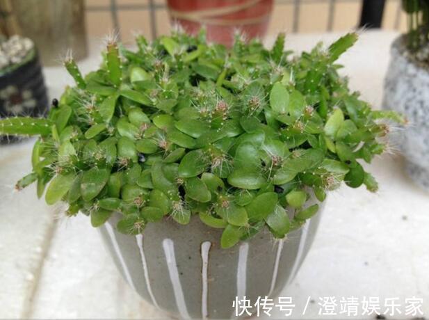 4种“果核”不要扔，埋土里，5天之后“惊喜”不断，观叶又收果！