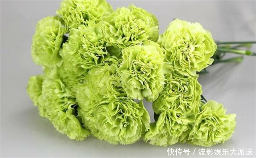 阳台养上一盆“它”花语健康有活力,花色“奇特”你值得拥有