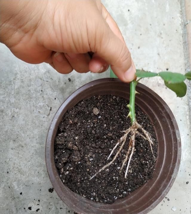 扦插月季学会5种方法,一个“窍门”全能活,小苗“泛滥”,变成月季园