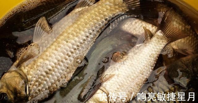 捕食|钓鲫鱼用什么饵料好分清这几点不空军!