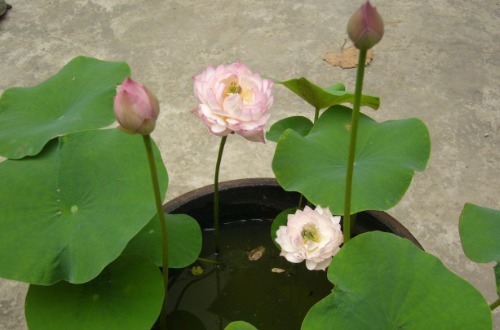 碗莲花儿惹人爱，掌握以下技巧，现在播种，夏天开花不是问题