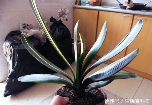  最合适|家里养君子兰，用什么花盆最合适？看完你就知道了！