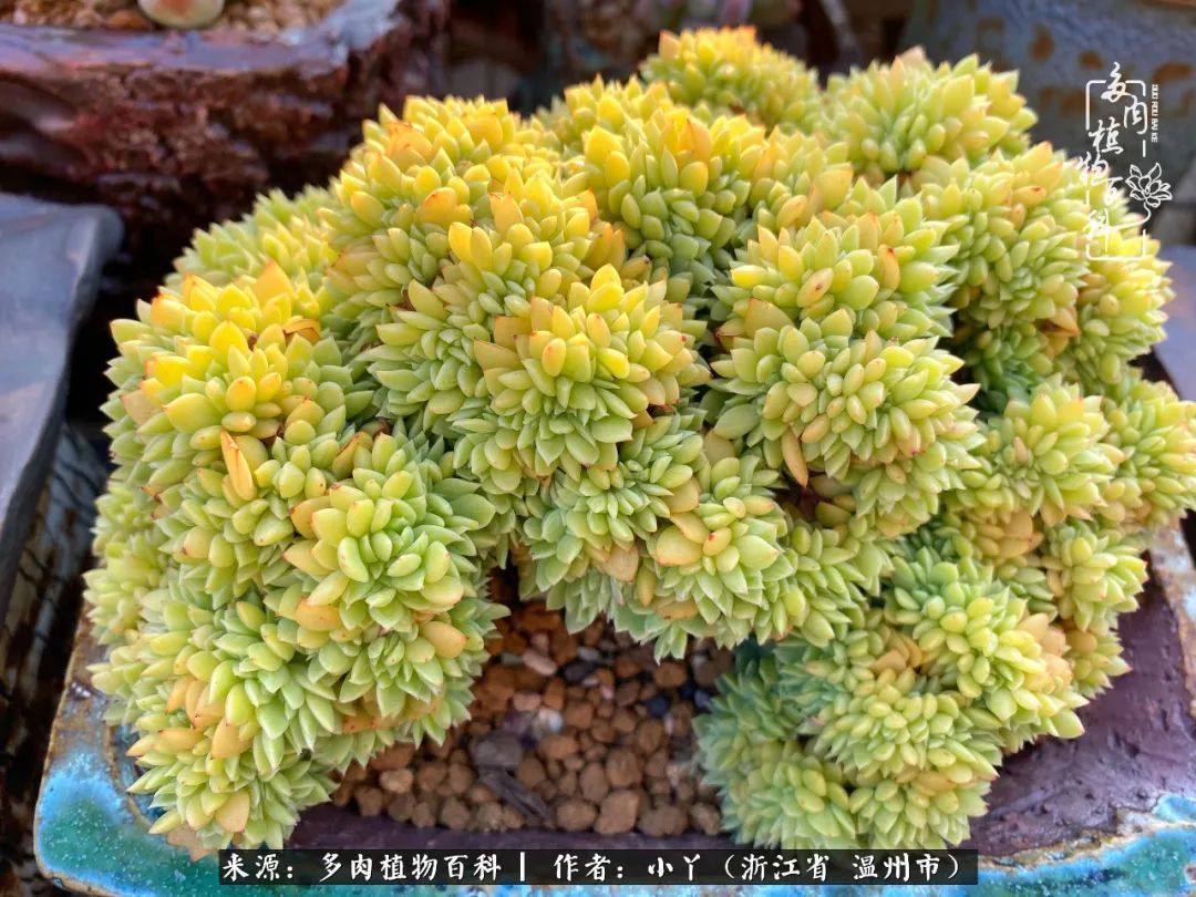 祖上无院家里无矿，一腔浪漫情怀付诸楼顶造花！