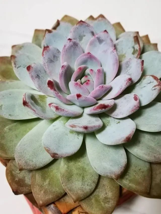 养成一个爱好的重要性和一个养肉人的日常!
