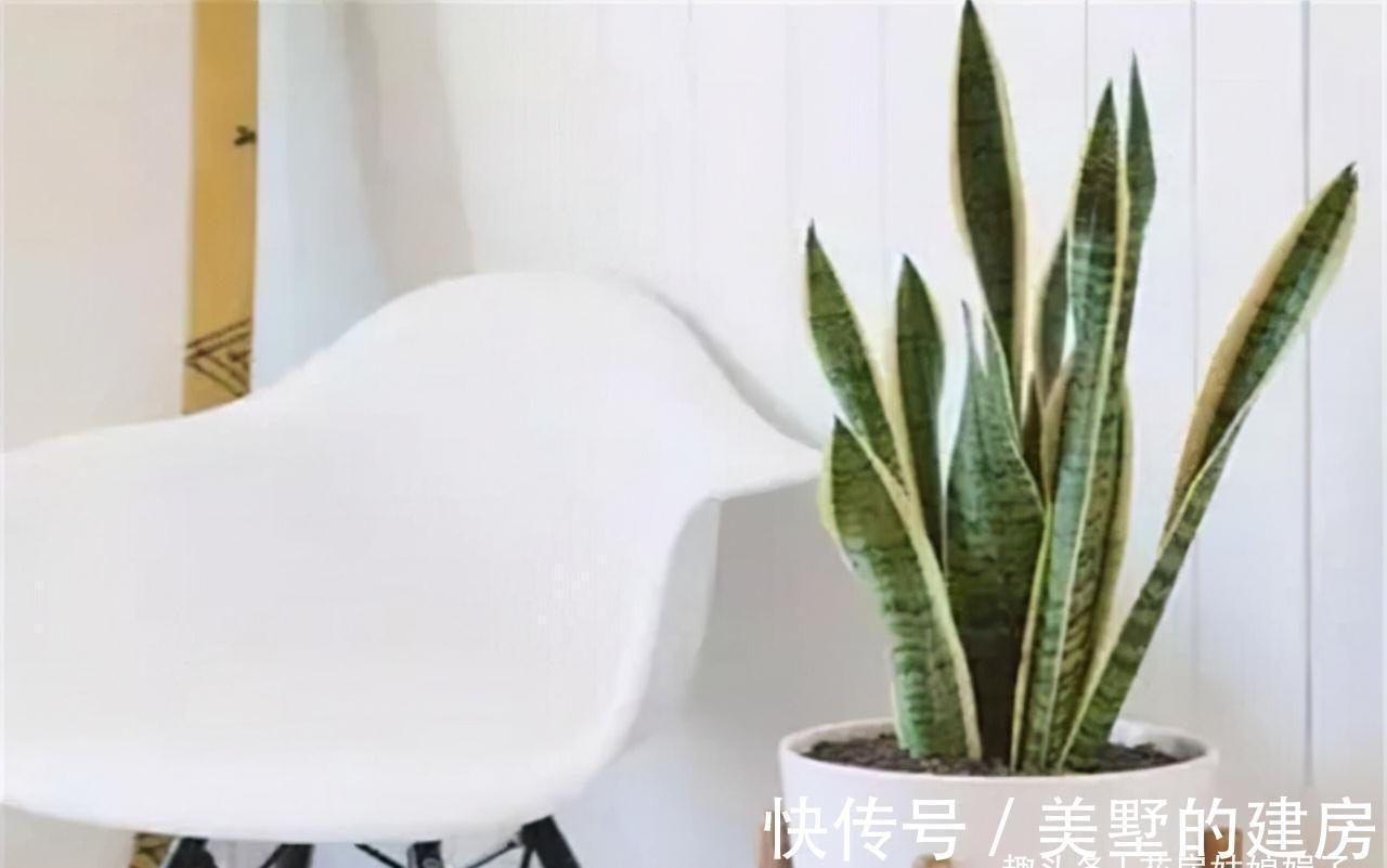 这6种花就得“懒养”,要“多光照、多通风、少浇水”,才长得旺