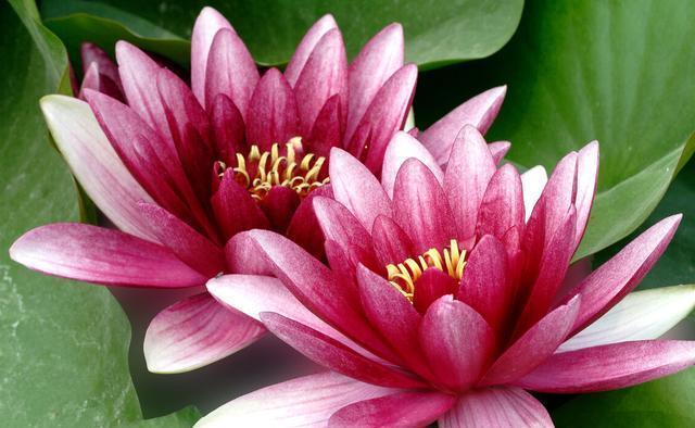 月季花|夏季养花的3个误区，来了解一下，别夏季还没结束，就剩下空盆了