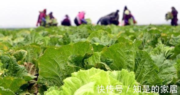 保存白菜其实很简单,教您2招,放半年照样新鲜,真的是太实用了