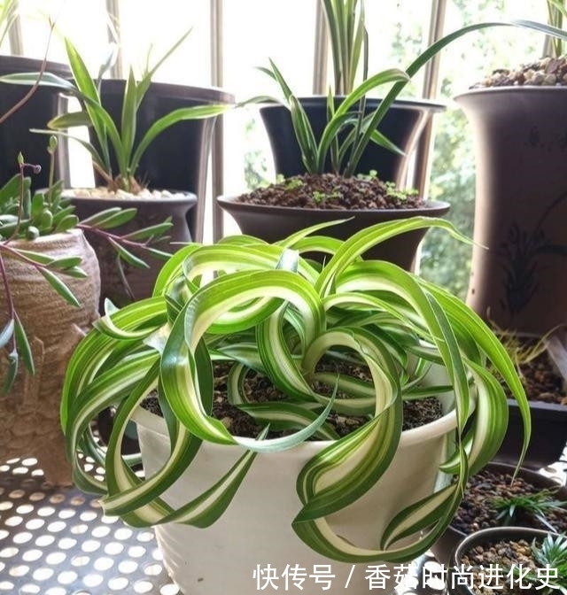 吊兰长成“大波浪”，还以为这是烫发了，其实就叫卷毛吊兰