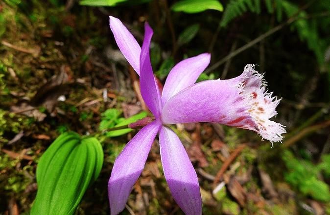 价值|5种罕见植物，只长一片叶子一根茎，价值却很珍贵早看早知道