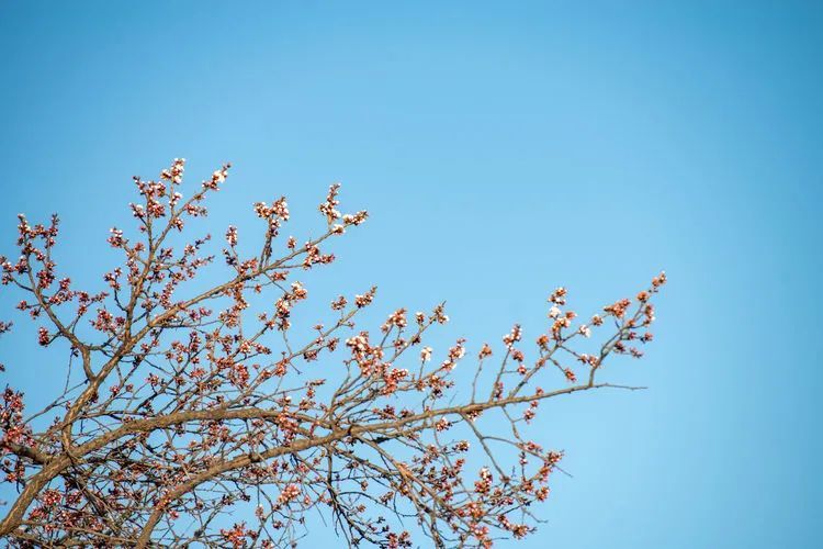 又是一年杏花开，趁着春日烂漫，一起去踏青赏花呀