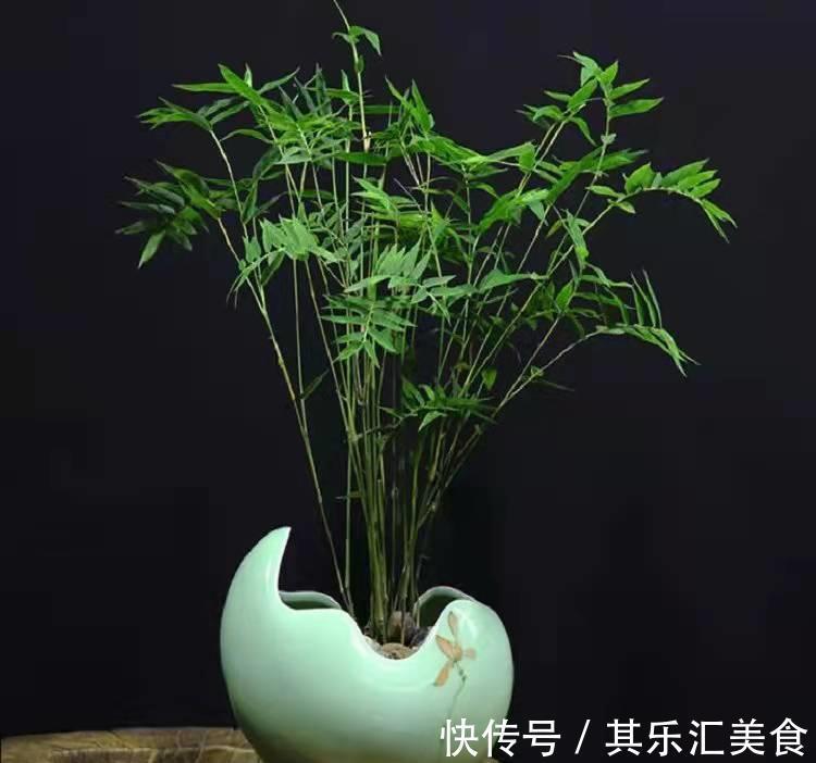 盆栽|家中养“5种竹”，富贵不俗，护家祥瑞，好日子节节高升