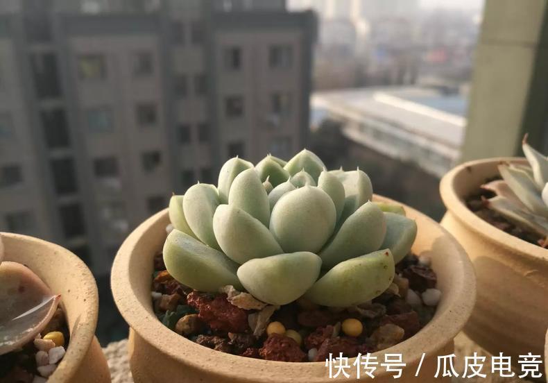 教你一招,把多肉养的萌胖萌胖的
