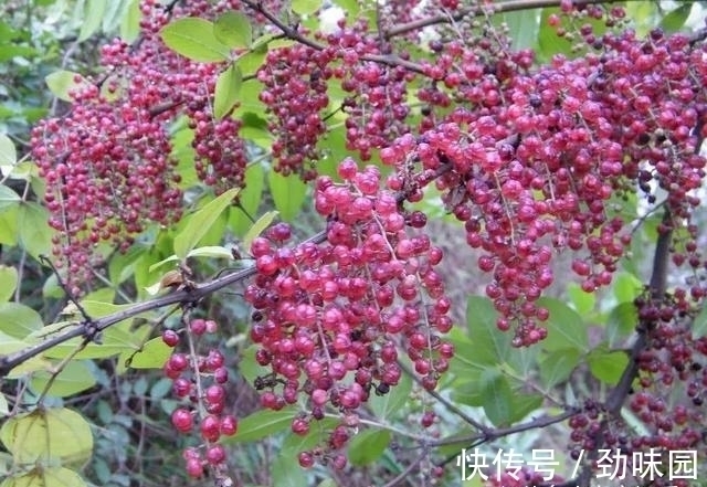 农村|山里一种怪树,过去农民见了就砍,但果实似樱桃,叶子还能麻醉鱼