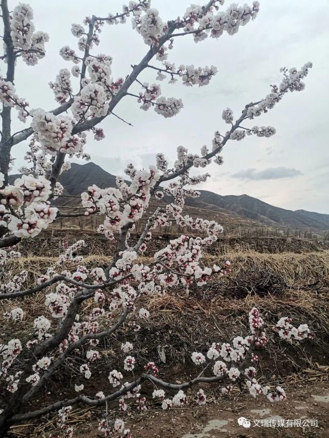 到下马峪赏花去！来一场说走就走的旅行